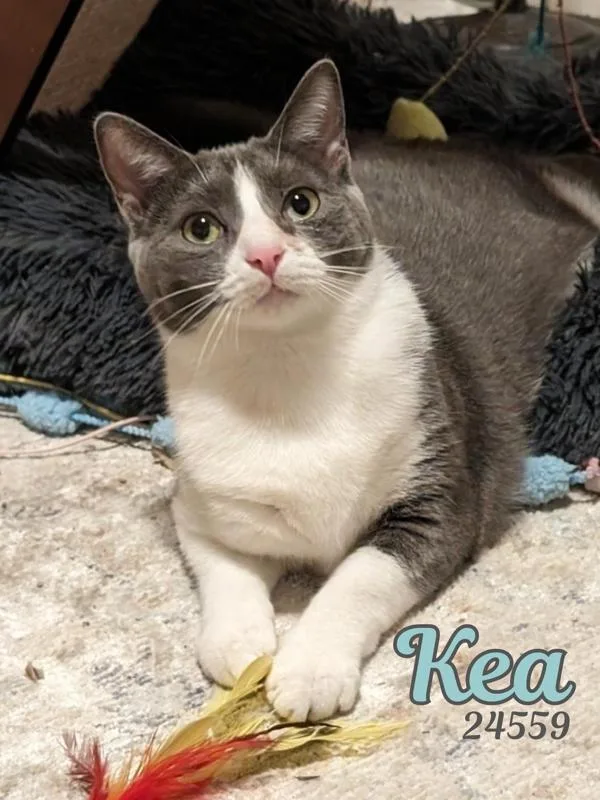An adult medium-sized female Domestic Short Hair cat named Kea for adoption in Oak Ridge, TN