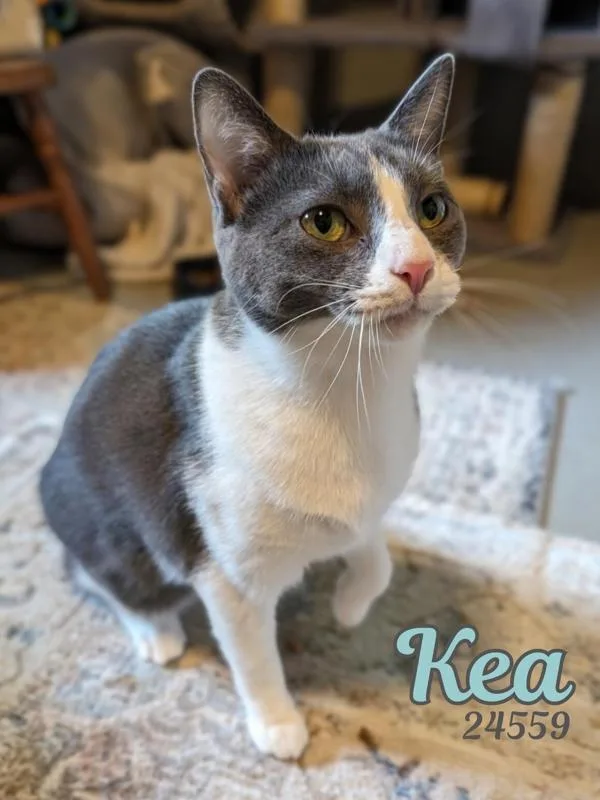 Kea thumbnail 4