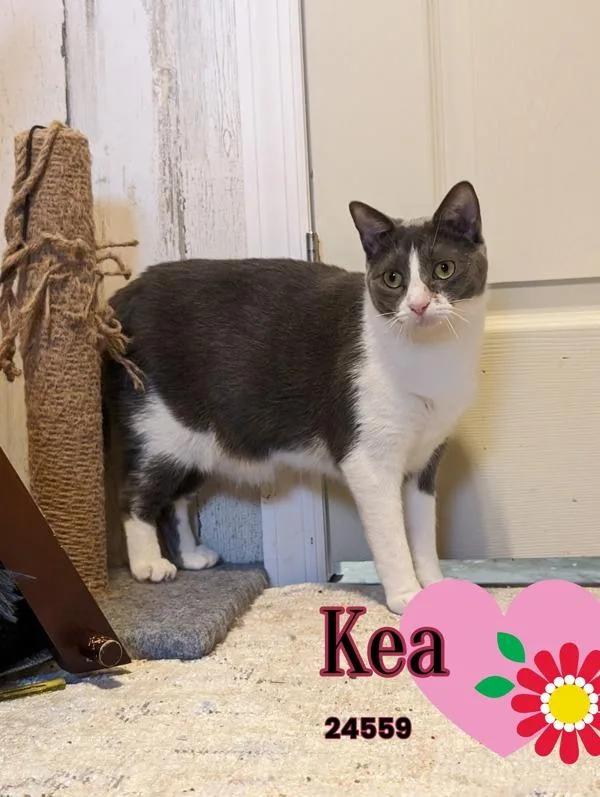 Kea thumbnail 5