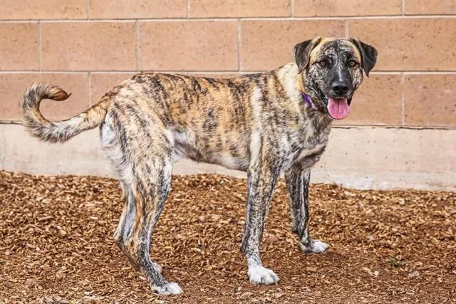 A young medium-sized male Australian Shepherd dog named Apollo for adoption in Albuquerque, NM