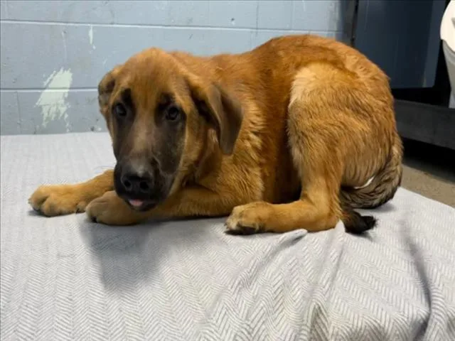 A baby small-sized male Anatolian Shepherd dog named Bulbasaur for adoption in Woodland, CA