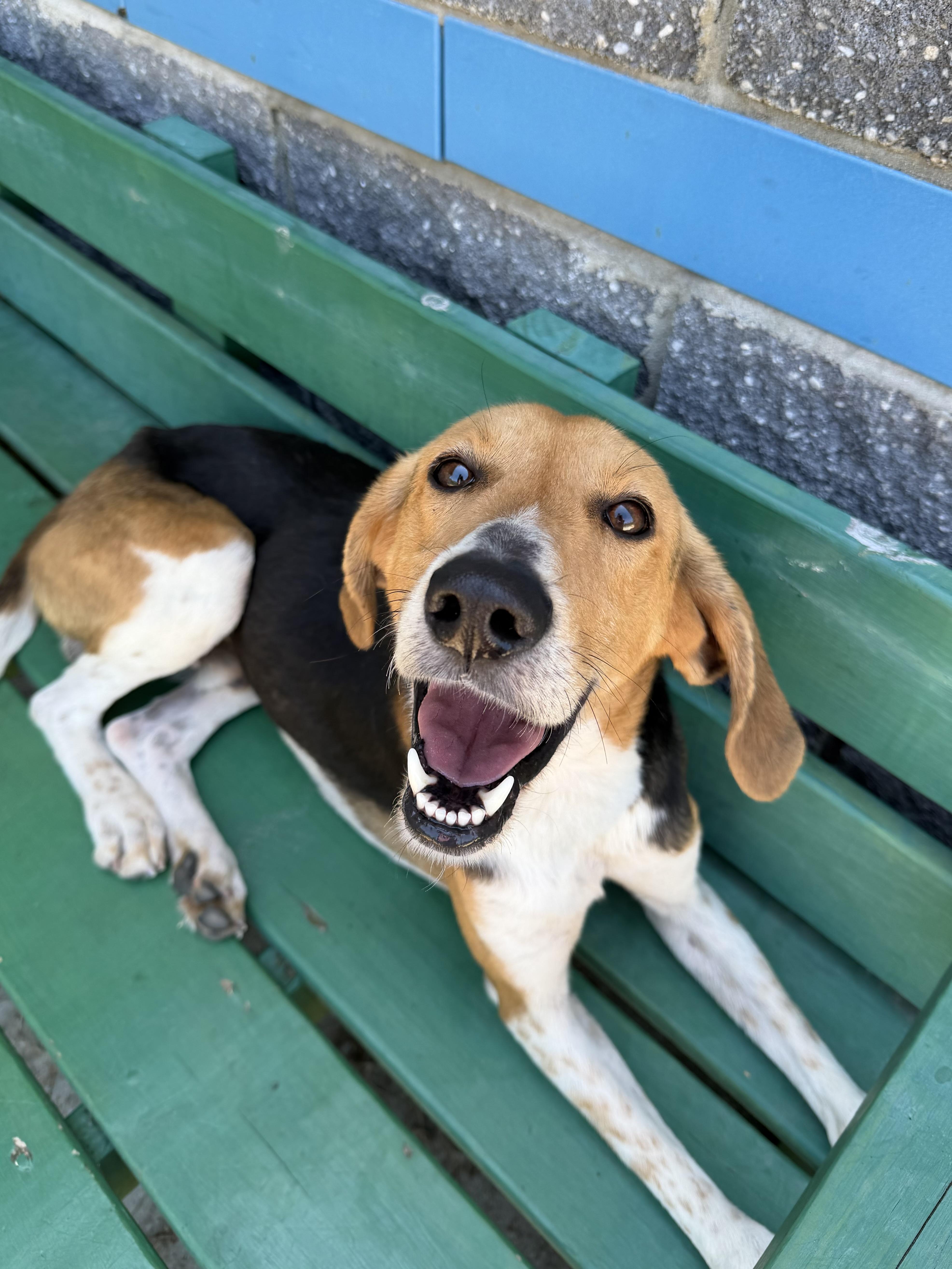 A young medium-sized male Tricolor (Brown, Black, & White) Hound dog named Duncan for adoption in Suffolk, VA