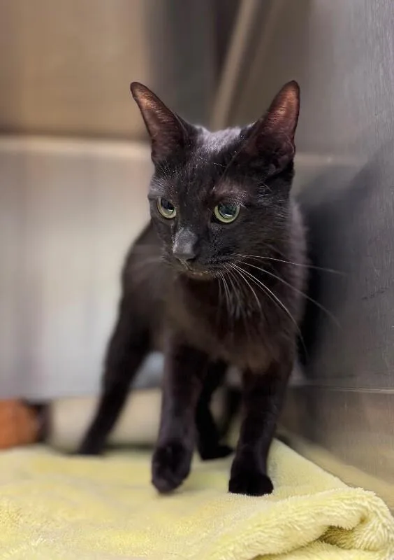 An adult medium-sized female Black Domestic Short Hair cat named Target Tammy for adoption in Disputanta, VA