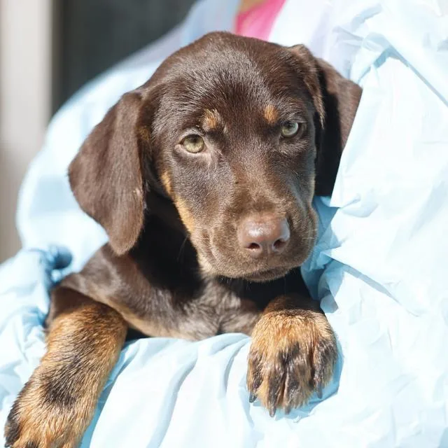 A baby small-sized female Doberman Pinscher dog named Tiana for adoption in San Antonio, TX