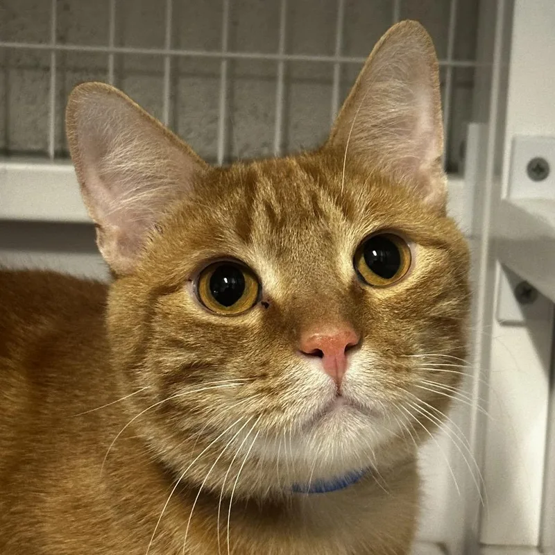 An adult medium-sized male Orange / Red Domestic Short Hair cat named Barry for adoption in Chicago, IL