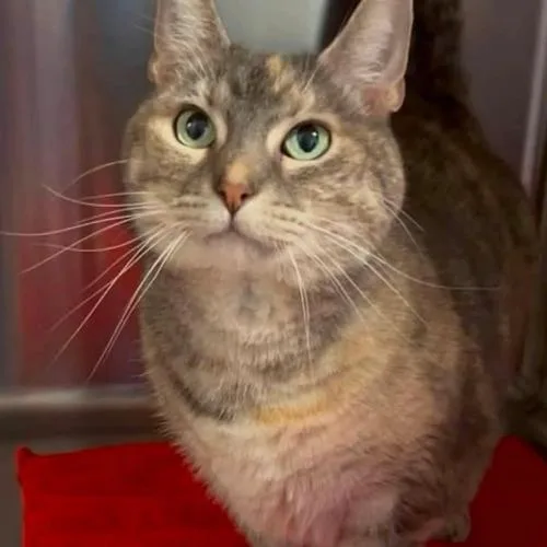 An adult medium-sized female Dilute Tortoiseshell Domestic Short Hair cat named Zoe Renee for adoption in Fishers, IN