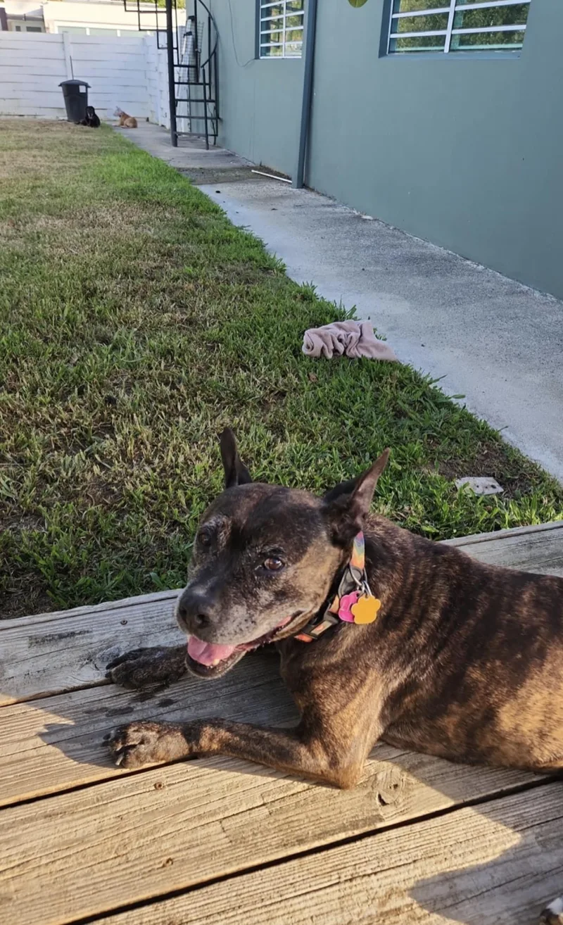 A senior medium-sized female Brindle Labrador Retriever dog named PEPA pup for adoption in New York, NY