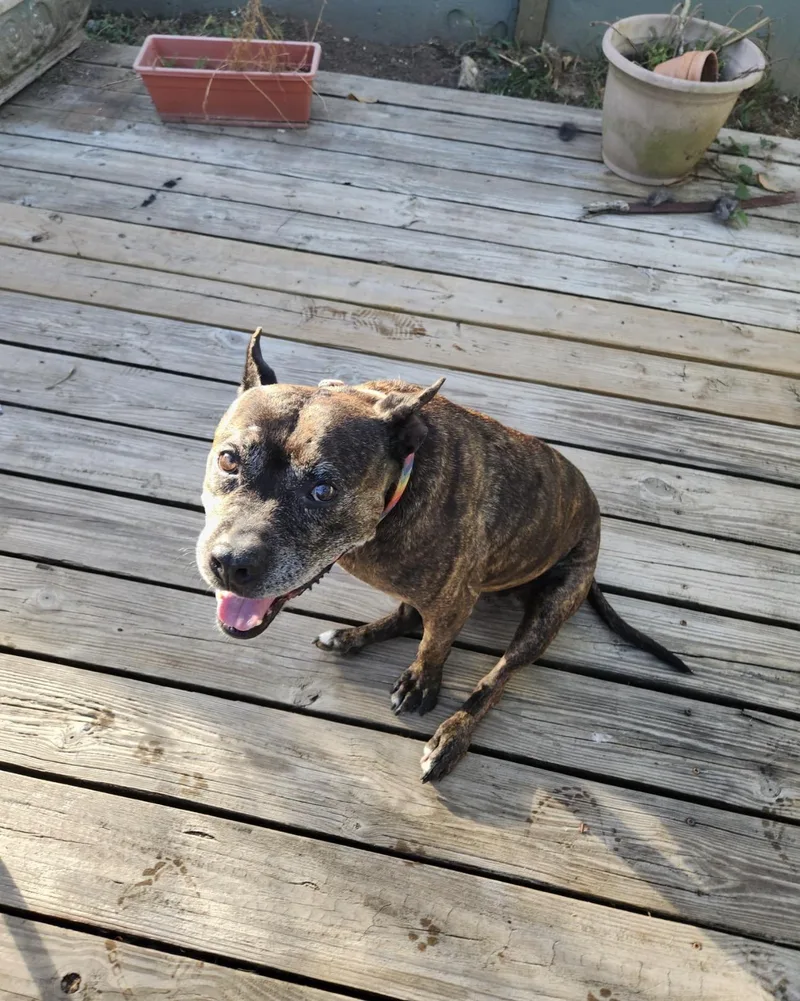 PEPA   pup thumbnail 2