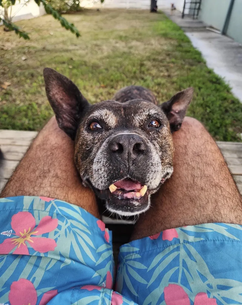 PEPA   pup thumbnail 3