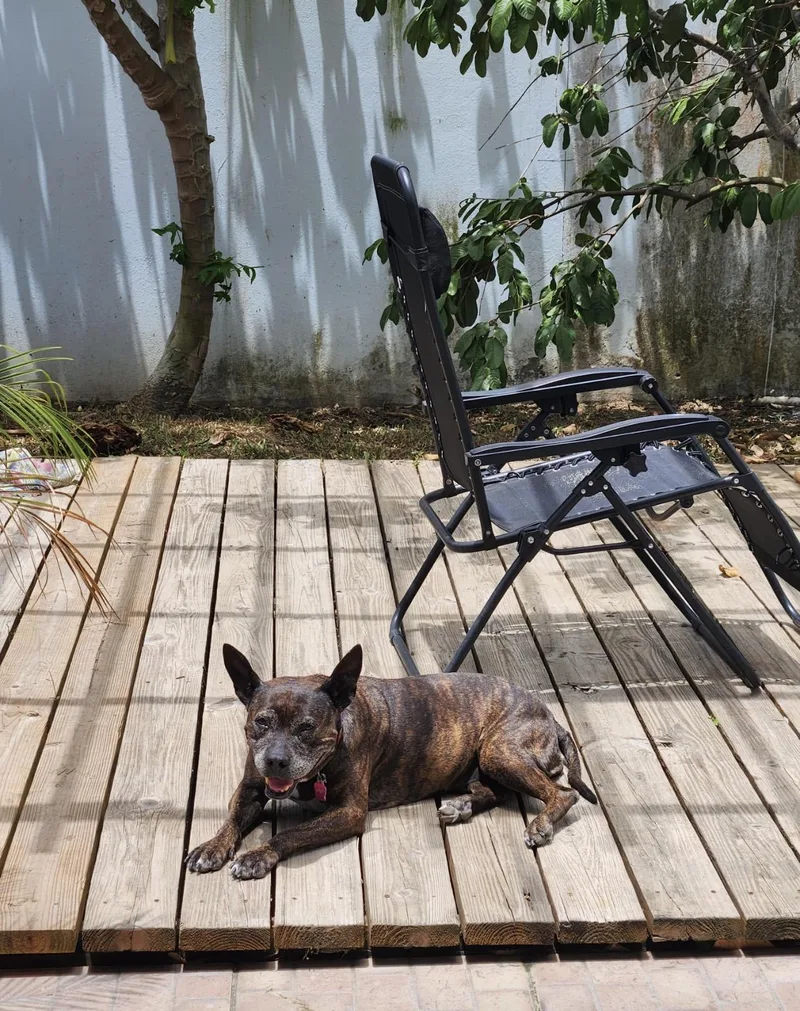 PEPA   pup thumbnail 4