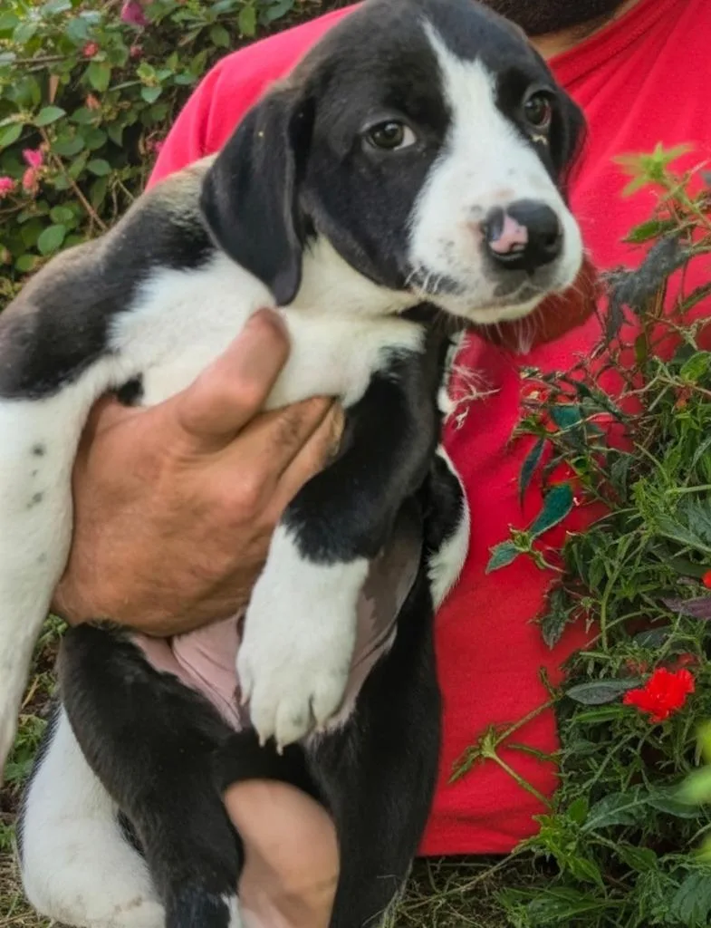 A baby medium-sized male Pit Bull Terrier dog named Thunder for adoption in Huntington, IN