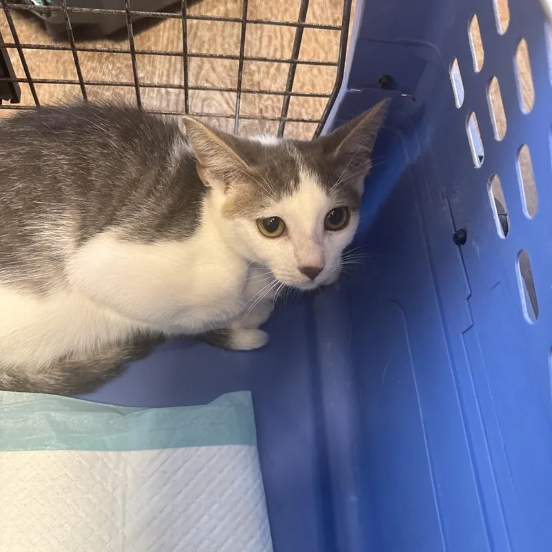 A baby small-sized male White Domestic Short Hair cat named Twiggy for adoption in Pasadena , MD