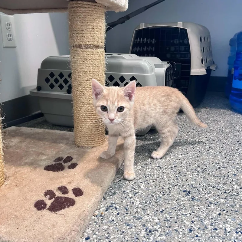 A baby small-sized female American Shorthair cat named Tex for adoption in Danbury, CT