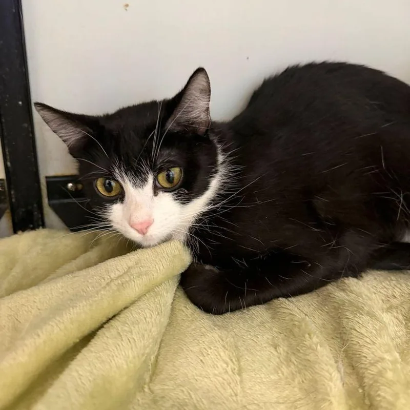 An adult medium-sized female Domestic Short Hair cat named Karly for adoption in Kingman, AZ