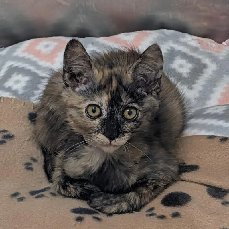 A baby small-sized female Tortoiseshell Domestic Short Hair cat named Brioche for adoption in Long Beach, CA