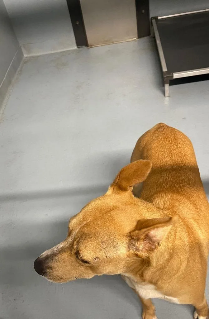 A young large-sized female Mixed Breed dog named Truffle for adoption in Cartersville , GA