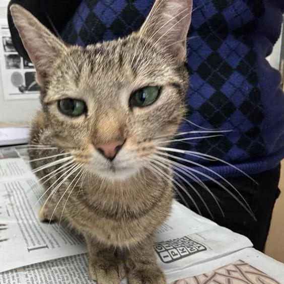 A young medium-sized female Brown / Chocolate Domestic Short Hair cat named Letty for adoption in Jacksonville, FL