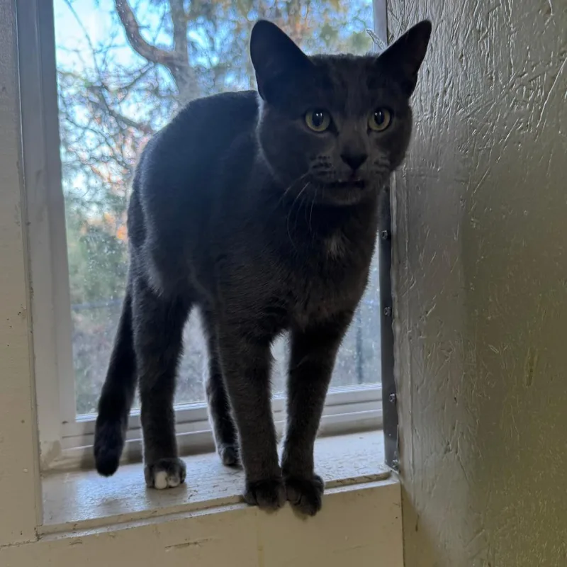 An adult extra large-sized male Gray / Blue / Silver Domestic Short Hair cat named Coal for adoption in Eureka Springs, AR