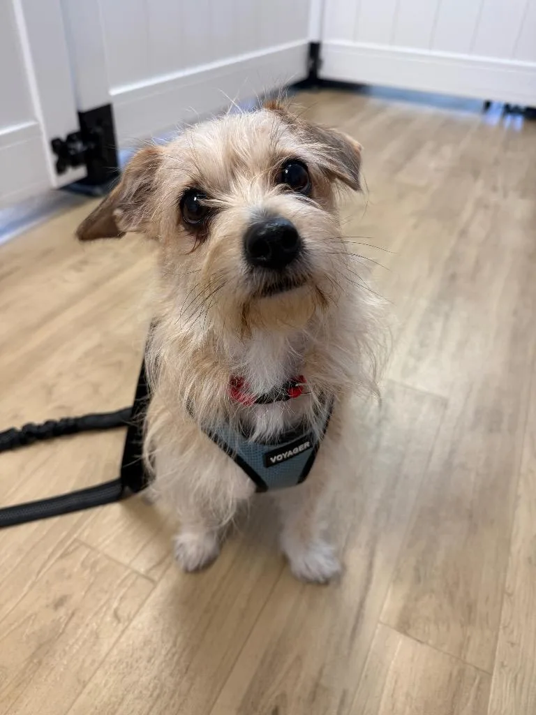 An adult small-sized female Yellow / Tan / Blond / Fawn Terrier dog named P Mama for adoption in Shingle Springs, CA