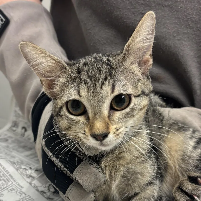 A baby small-sized female Brown / Chocolate Domestic Short Hair cat named Georgia for adoption in Jacksonville, FL