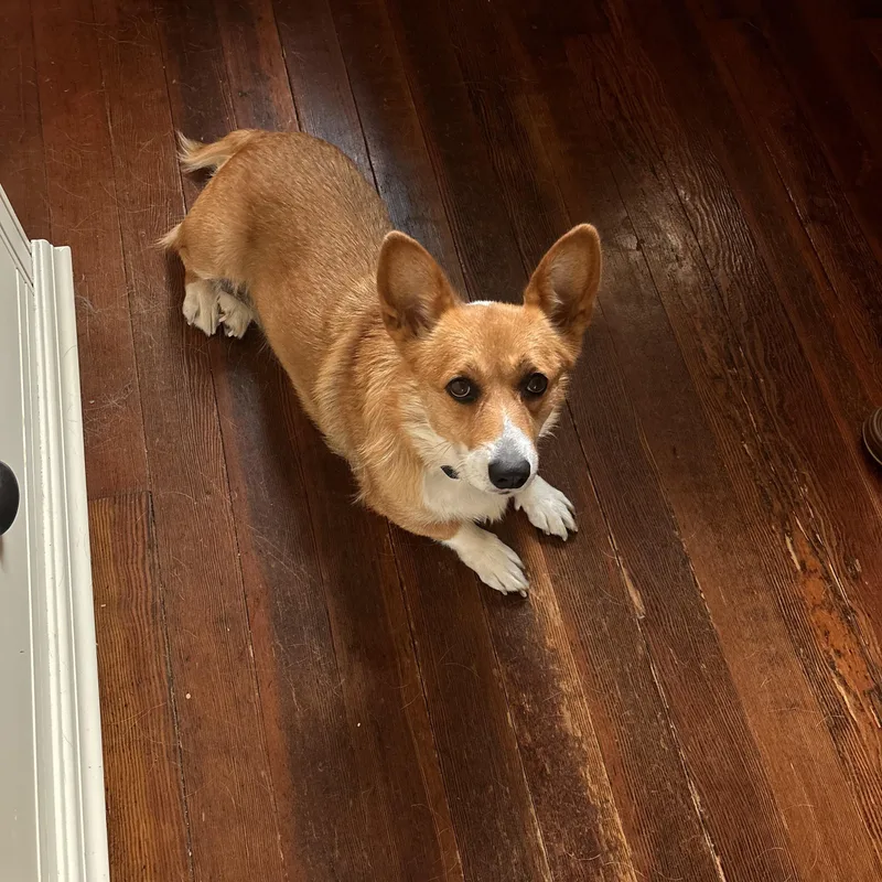 An adult small-sized female Corgi dog named Daffodil for adoption in Kutztown, PA
