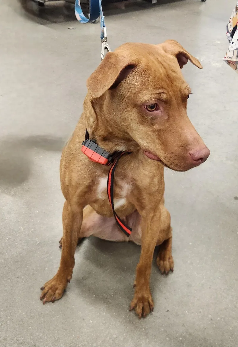 A young medium-sized male Red / Chestnut / Orange Pit Bull Terrier dog named Rocky for adoption in Las Vegas, NV