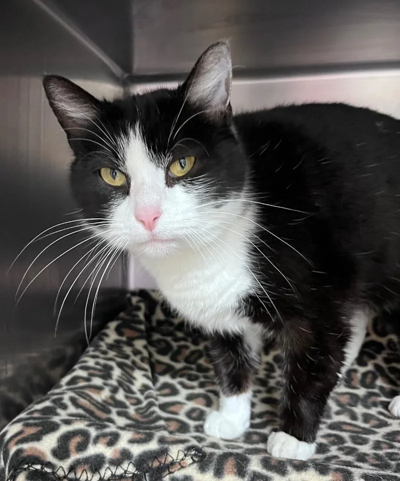 An adult medium-sized female Domestic Short Hair cat named Flour for adoption in Cincinnati, OH