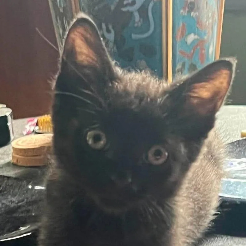 A baby small-sized male Domestic Short Hair cat named Rye for adoption in Chicago, IL