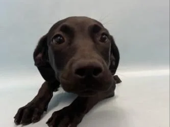 A baby large-sized female Hound dog named Sage for adoption in Golden Valley, MN