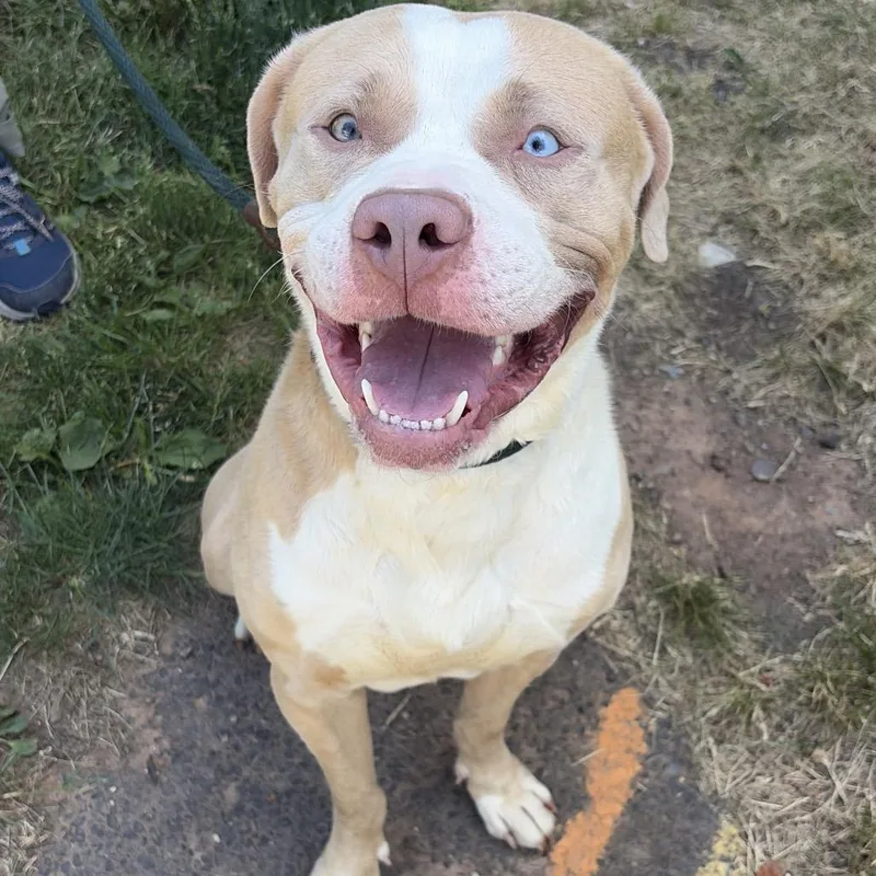 A young large-sized male White / Cream Pit Bull Terrier dog named Mayson for adoption in Newark, NJ