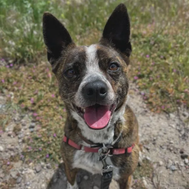An adult medium-sized female Boston Terrier dog named Ahsoka for adoption in Washoe Valley, NV
