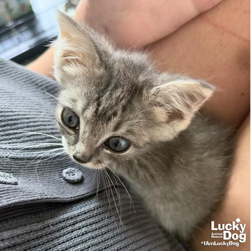 A baby medium-sized male Domestic Short Hair cat named Bug for adoption in Washington, DC