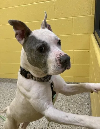 A senior large-sized female White / Cream Pit Bull Terrier dog named Ilana for adoption in Kansas City, MO
