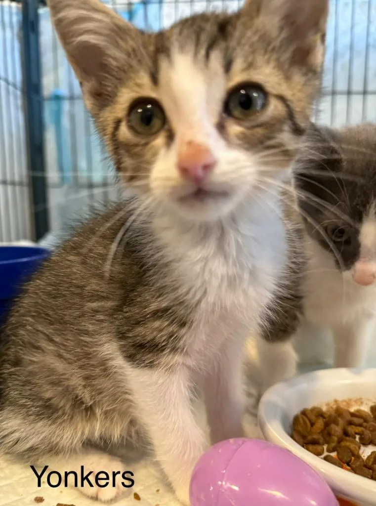 A baby small-sized male Domestic Short Hair cat named Yonkers for adoption in Syracuse, IN
