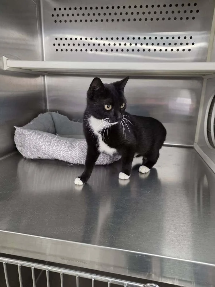 An adult medium-sized female Black & White / Tuxedo Domestic Short Hair cat named Ali for adoption in Scott, LA