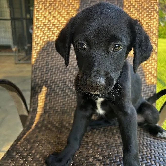 A young medium-sized male Labrador Retriever dog named Ollie Weeks for adoption in Sterling, MA