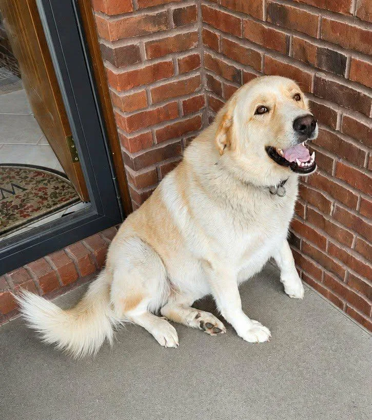 An adult large-sized female Apricot / Beige Great Pyrenees dog named Anna for adoption in Fort Payne, AL