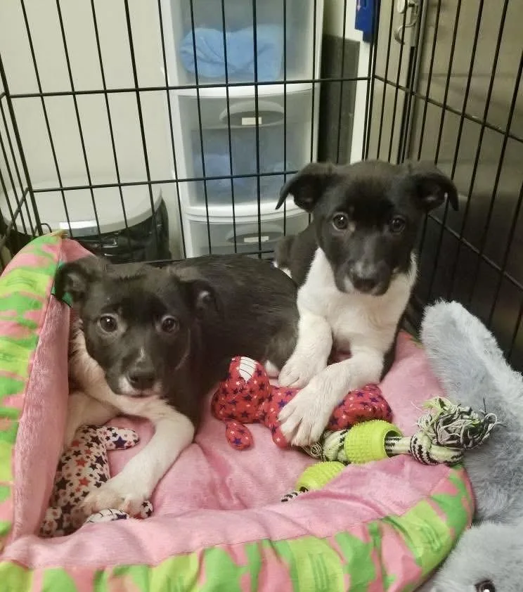 A baby medium-sized male Bicolor Rat Terrier dog named Luigi Puppy for adoption in Media, PA