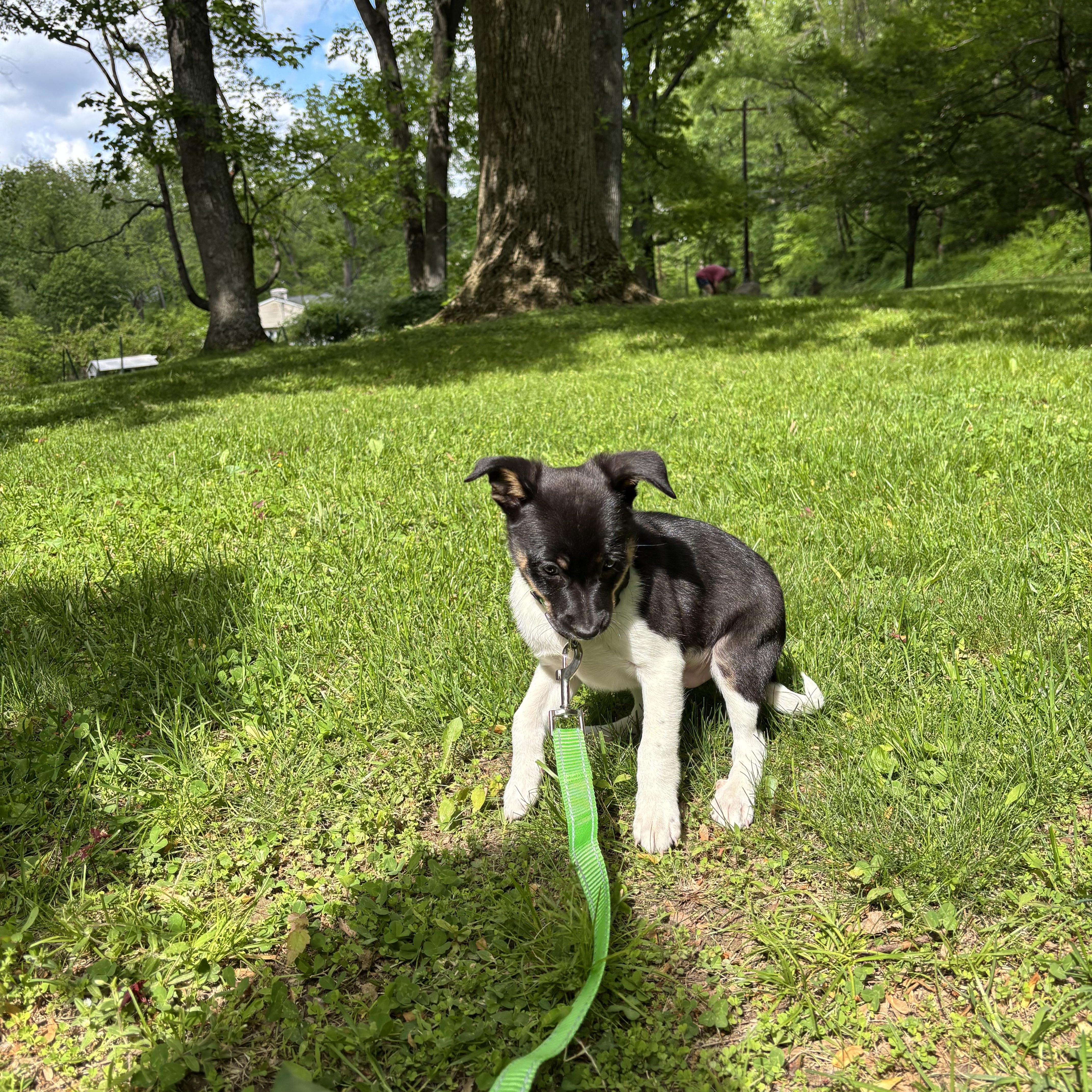 Luigi Puppy thumbnail 2
