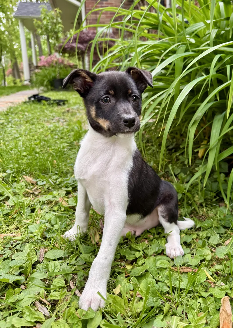 Luigi Puppy thumbnail 3