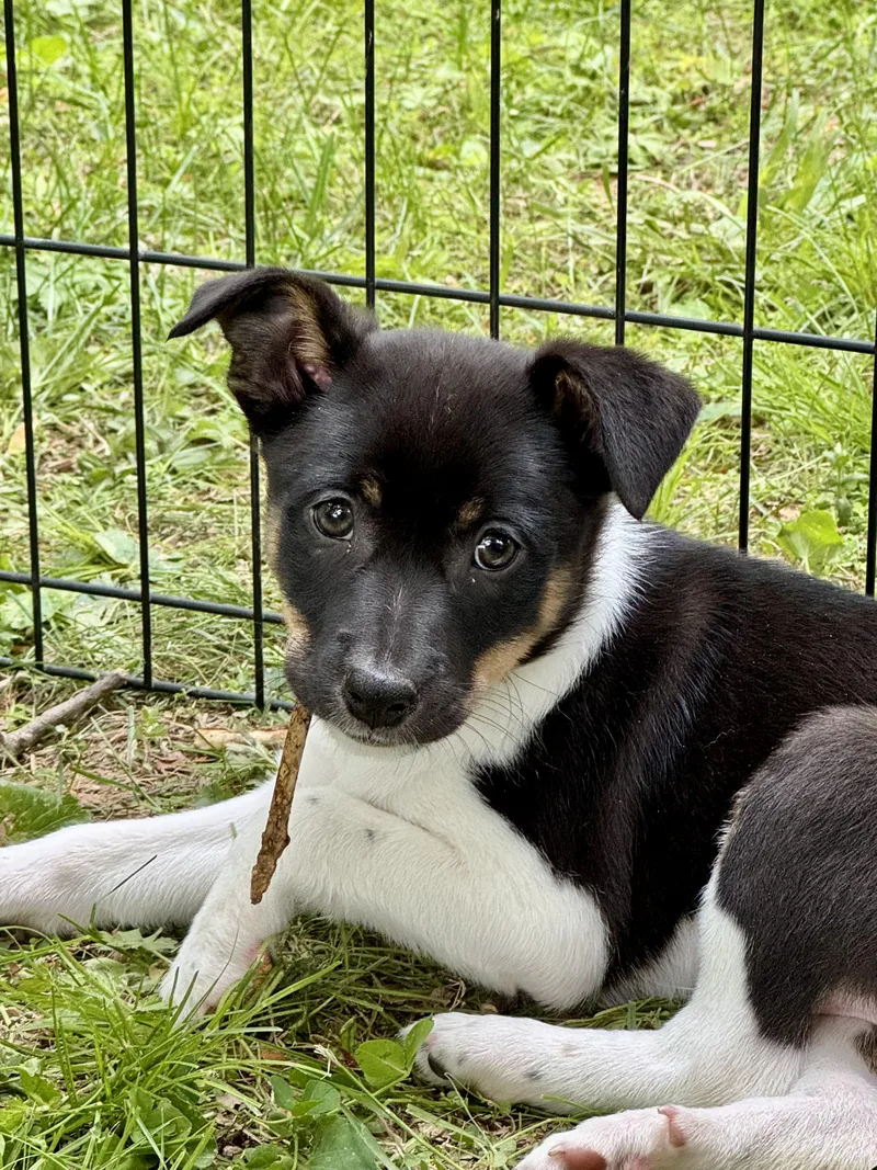 Luigi Puppy thumbnail 4