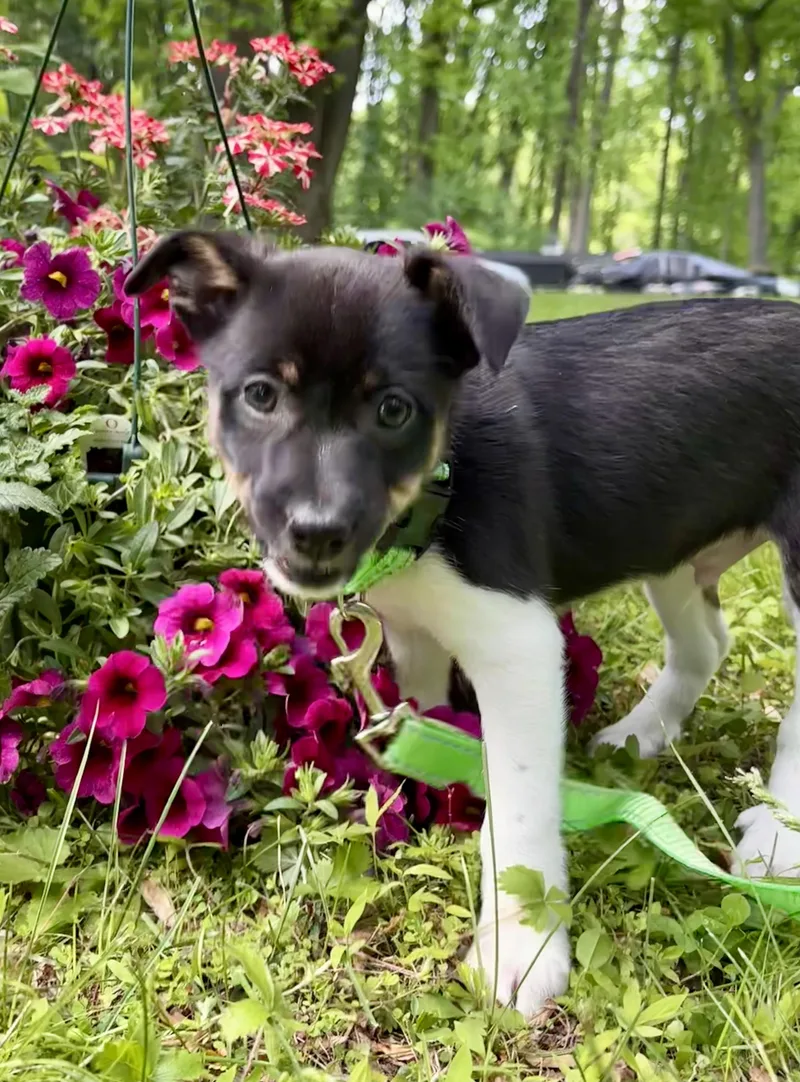 Luigi Puppy thumbnail 5