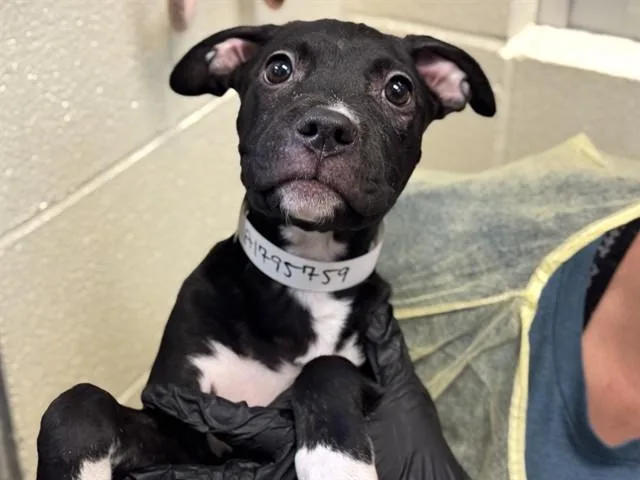 A baby small-sized male Pit Bull Terrier dog named Cetus for adoption in Pueblo, CO
