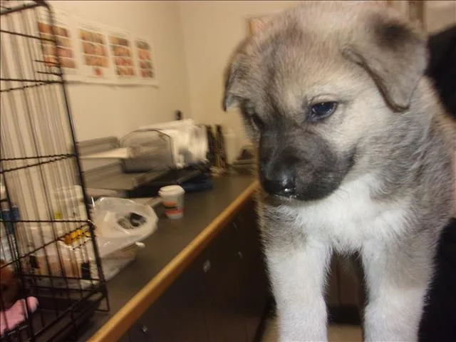 A baby small-sized male German Shepherd Dog dog named Bronson for adoption in Van Nuys, CA