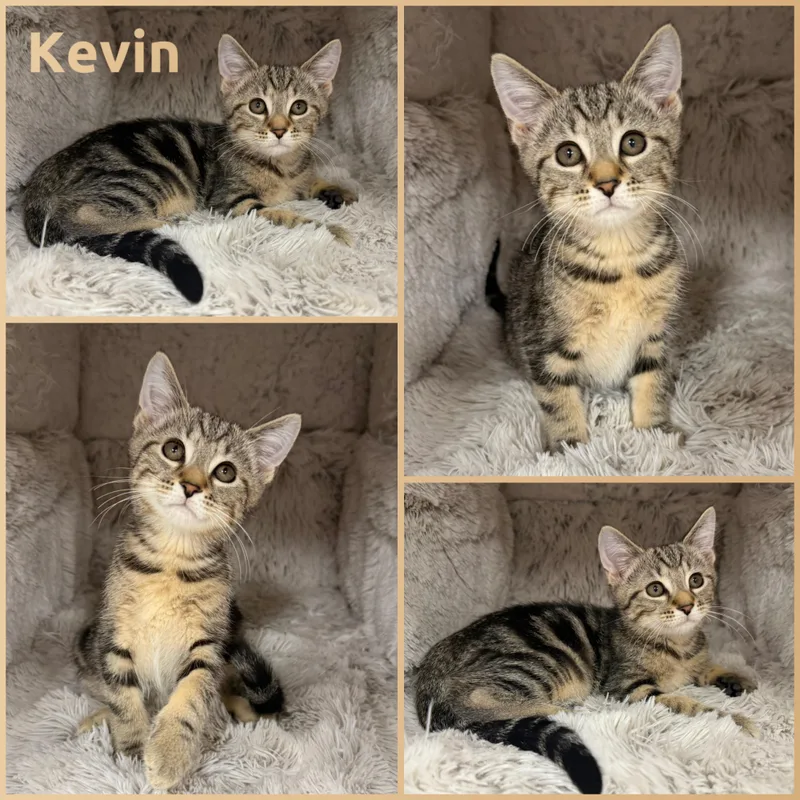 A baby small-sized male Tabby (Tiger Striped) Domestic Short Hair cat named Kevin for adoption in Louisville, KY