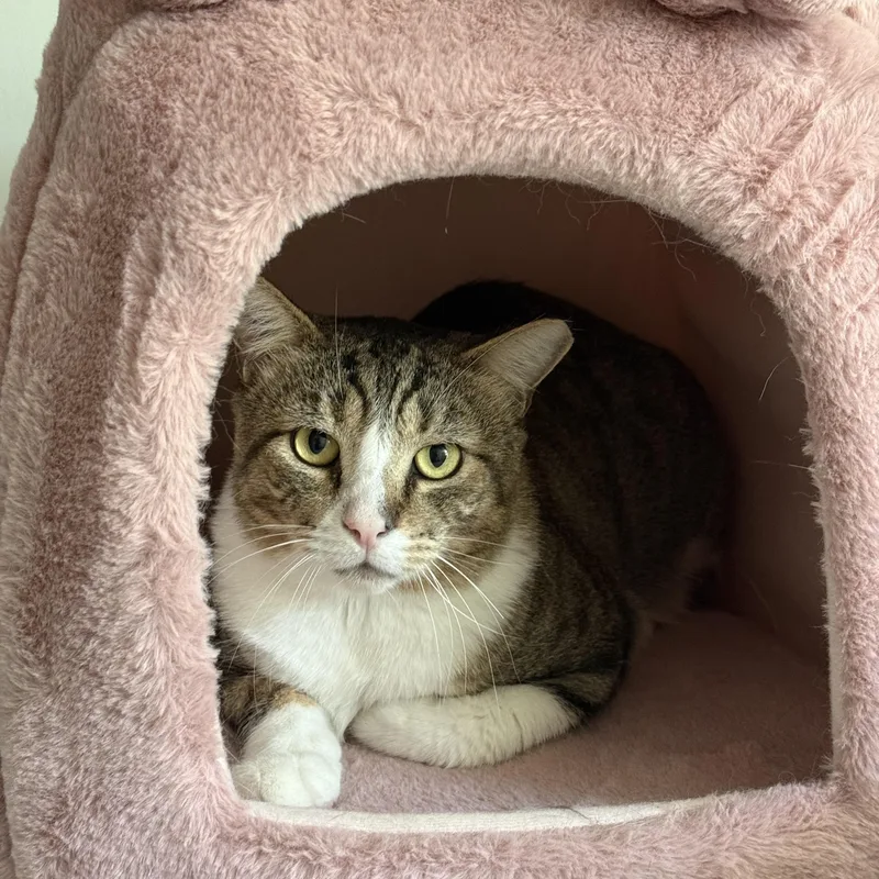 An adult large-sized male Tabby (Buff / Tan / Fawn) Domestic Short Hair cat named Lovebug for adoption in Marana, AZ