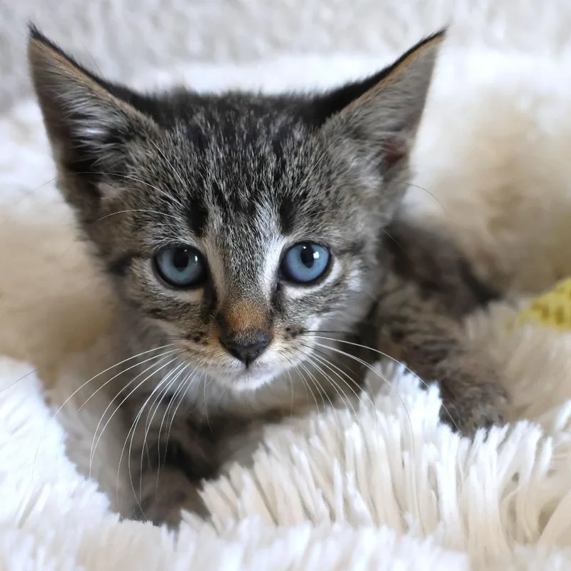 A baby small-sized female Brown / Chocolate Domestic Short Hair cat named Spark for adoption in Chaska, MN