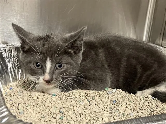 A baby small-sized male Domestic Short Hair cat named Atlas for adoption in Tustin, CA