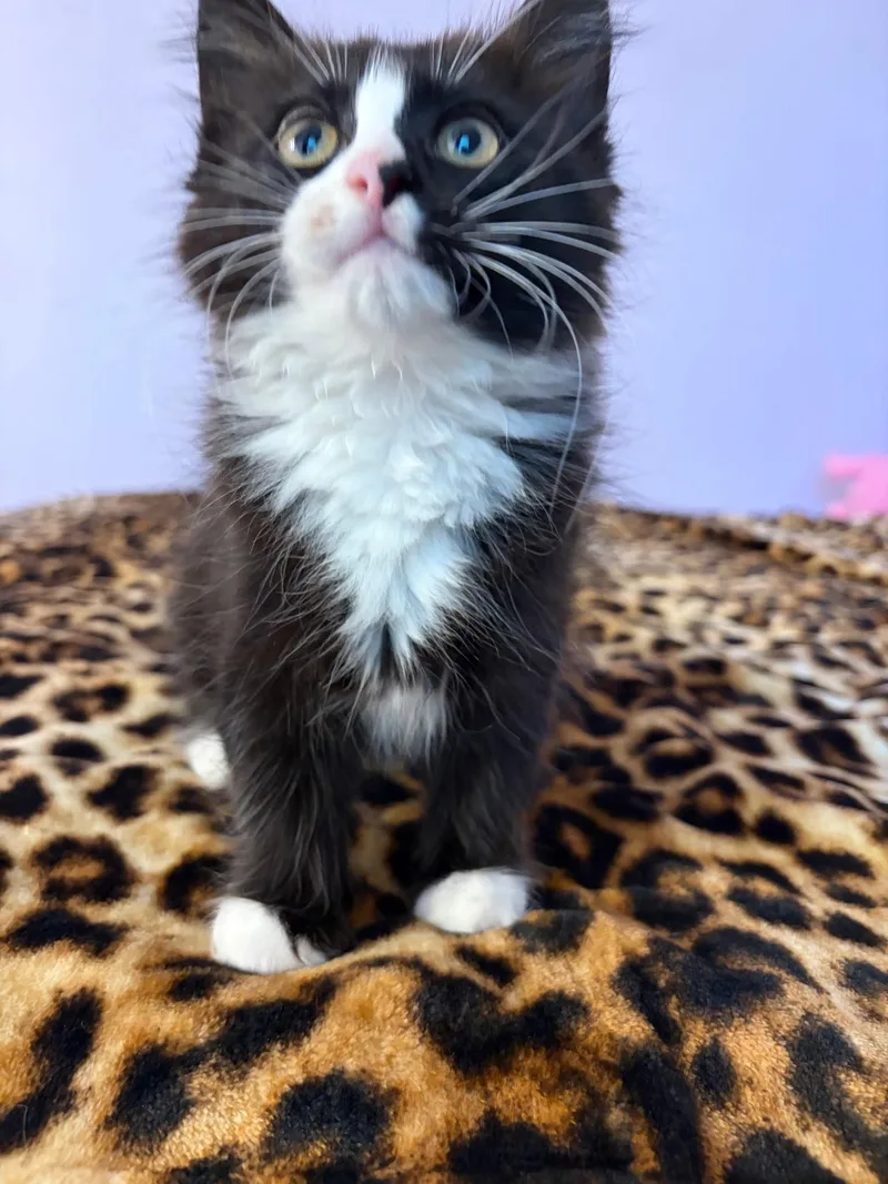 A baby small-sized female Domestic Medium Hair cat named Bacon Bits for adoption in Arlington, TX