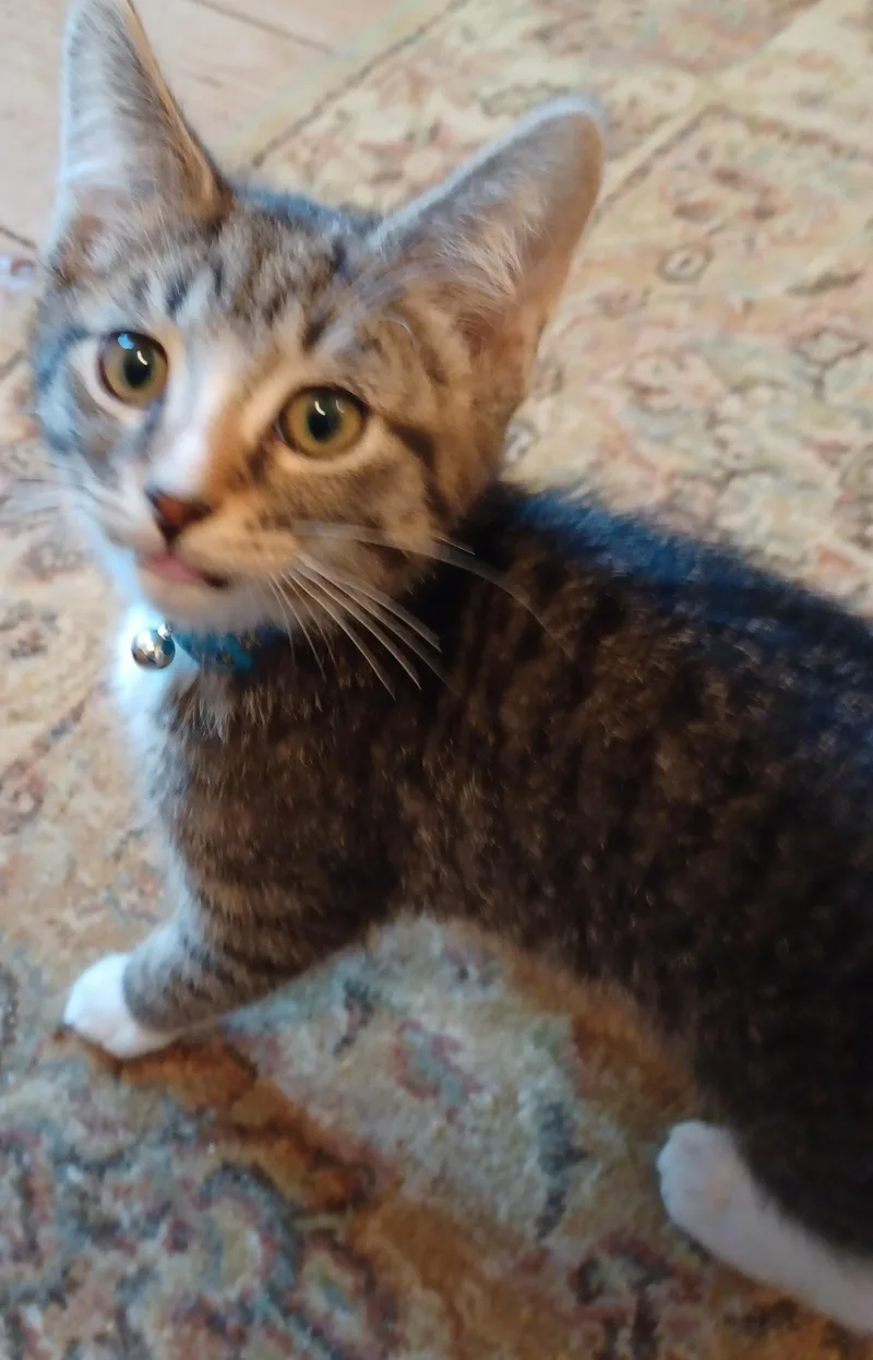 A baby medium-sized male Tabby (Gray / Blue / Silver) Domestic Short Hair cat named Acorn for adoption in Lemoyne, PA
